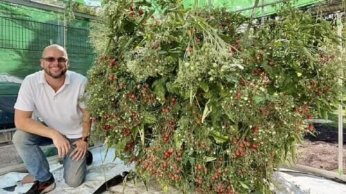 একটি গাছেই প্রায় ৬ হাজার টমেটো ফলালেন চাষি