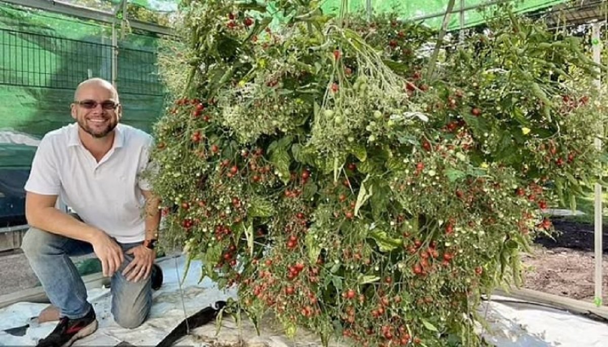 একটি গাছেই প্রায় ৬ হাজার টমেটো ফলালেন চাষি