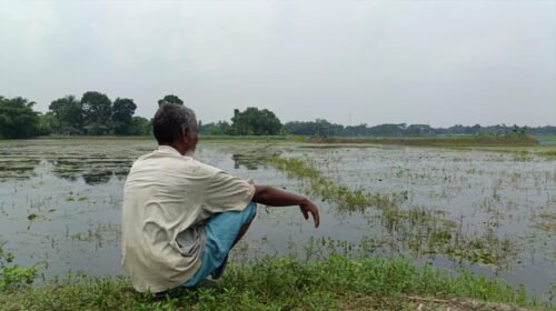 ঝিনাইদহে জলাবদ্ধতায় শত বিঘা জমির ফসল পানির নিচে