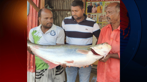 দৌলতদিয়ায় ঢাই মা‌ছ বি‌ক্রি হলো ৬০ হাজার টাকায়