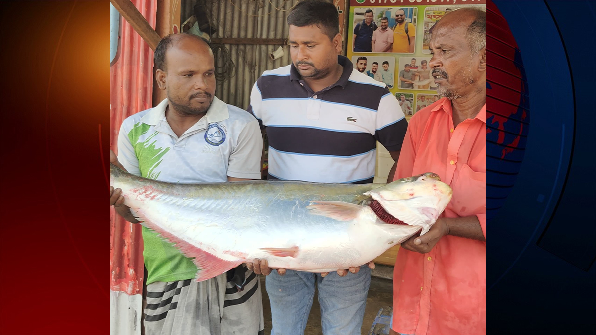 দৌলতদিয়ায় ঢাই মা‌ছ বি‌ক্রি হলো ৬০ হাজার টাকায়