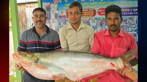 ‌দৌলত‌দিয়ায় ৪৬ হাজারে বি‌ক্রি একটি ‘ঢাই’ মা‌ছ