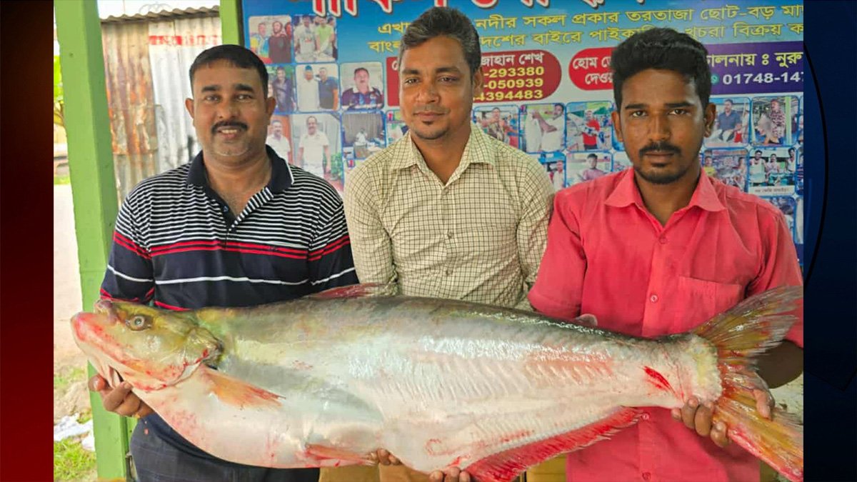 ‌দৌলত‌দিয়ায় ৪৬ হাজারে বি‌ক্রি একটি ‘ঢাই’ মা‌ছ