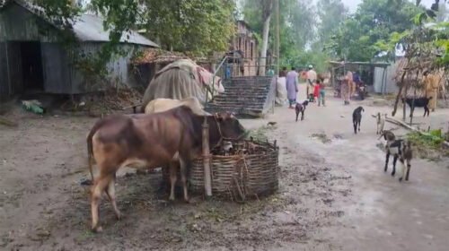 গাইবান্ধায় অ্যানথ্রাক্স উপসর্গ নিয়ে গৃহবধূর মৃত্যু