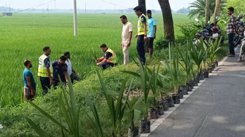 ঝিনাইদহে বজ্রপাত প্রতিরোধ ও পরিবেশের ভারসাম্য রক্ষায় তাল গাছের চারা রোপণ পুলিশের