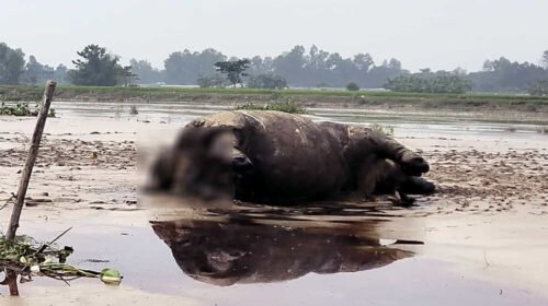 ভূরুঙ্গামারীতে দুধকুমার নদে ভেসে এলো মরা গন্ডার