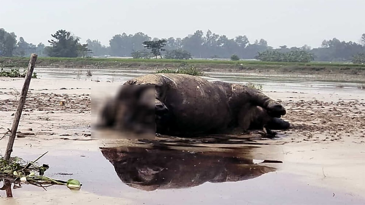 ভূরুঙ্গামারীতে দুধকুমার নদে ভেসে এলো মরা গন্ডার
