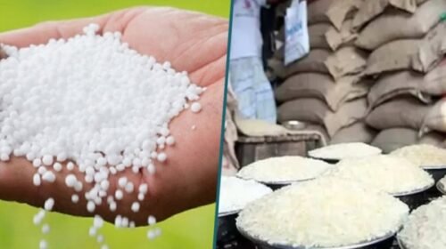 ৭০ হাজার টন সার ও ৫০ হাজার টন চাল কিনবে সরকার