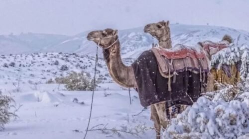 সৌদি-কাতারের মরুভূমিতে বিরল তুষারপাত