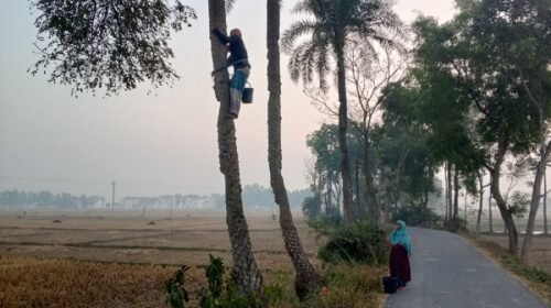 দিনাজপুরে খেজুরের রসে জীবিকার মিষ্টি গল্প, নিপা ঝুঁকিতে বাড়ছে স্বাস্থ্যসচেতনতা